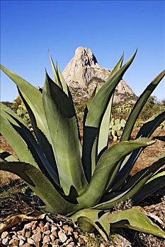 龙舌兰属植物,岩石,圣塞巴斯蒂安,克雷塔罗,墨西哥