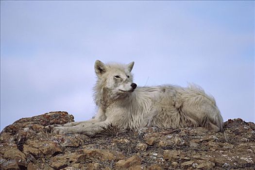 北极狼,狼,艾利斯摩尔岛,加拿大