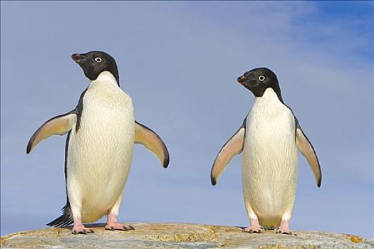 阿德利企鹅,一对,礁石,西部,南极
