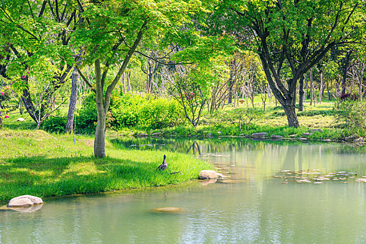 扬州瘦西湖景区阳光树林小溪