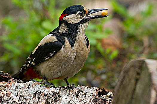 大斑啄木鸟,食物,鸟嘴,北方,卡瑞里亚,芬兰,欧洲