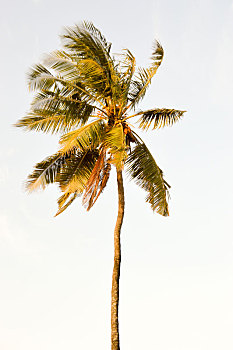 棕榈树,偏僻,蓝天