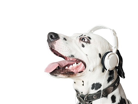 斑点狗,狗,耳机,项圈