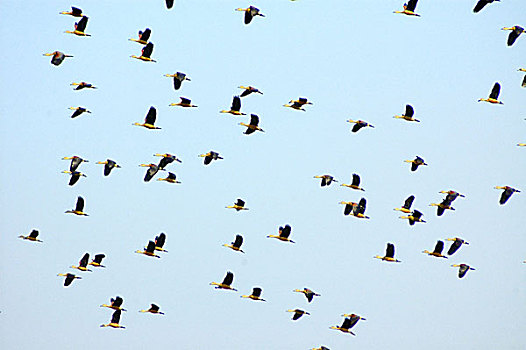 候鸟,飞,空中,陶瓷,湖,达卡,孟加拉,十二月,2006年