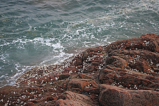 海岸礁石