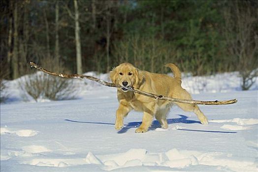 金毛猎犬,狗,取回,大,扎,雪