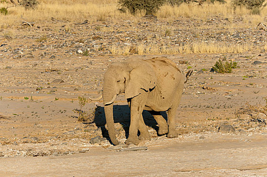 非洲象,荒芜,大象,骷髅海岸,国家公园,区域,纳米比亚,非洲