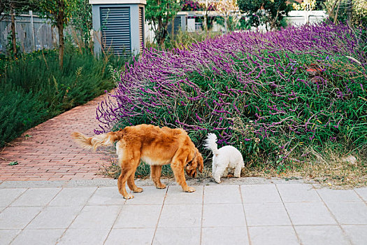 金毛猎犬