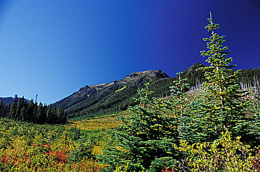山林,不列颠哥伦比亚省,加拿大