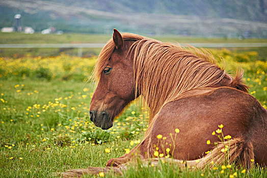 冰岛马,休息,地点