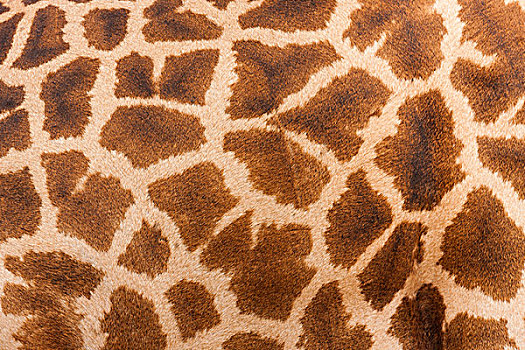 网纹长颈鹿,赞比亚
