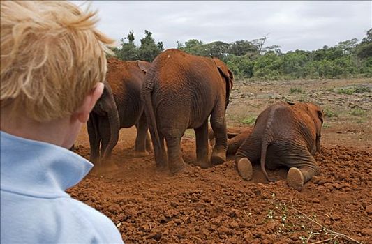 肯尼亚,内罗毕,男孩,孤儿动物,大象,拿,动物收容院