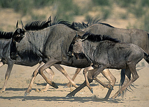蓝角马,角马,跑,卡拉哈迪大羚羊国家公园,卡拉哈里沙漠,南非,非洲