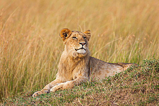 狮子,马赛马拉国家保护区,肯尼亚