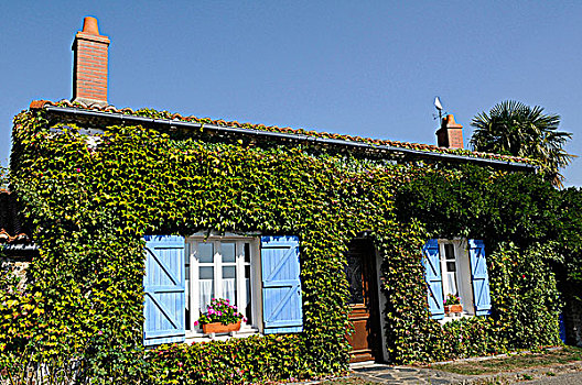 法国,卢瓦尔河地区,大西洋卢瓦尔省,房子,遮盖,五叶地锦