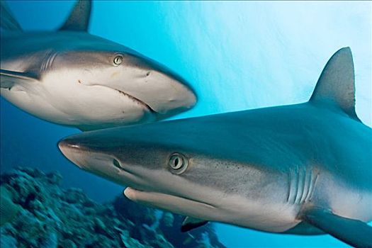 密克罗尼西亚,两个,灰色,黑尾真鲨,青绿色,海洋,水