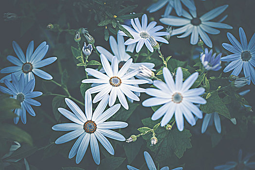 许多,小,雏菊,南非万寿菊,鲜明,蓝色