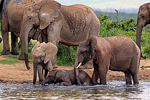 非洲象,牧群,幼兽,水坑,阿多大象国家公园,东开普省,南非,非洲