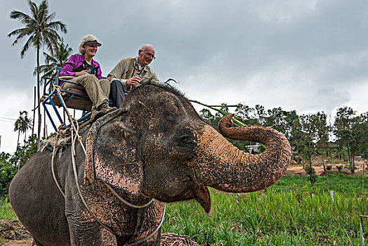 泰国,苏梅岛,旅游,特色,大象,乘,大幅,尺寸