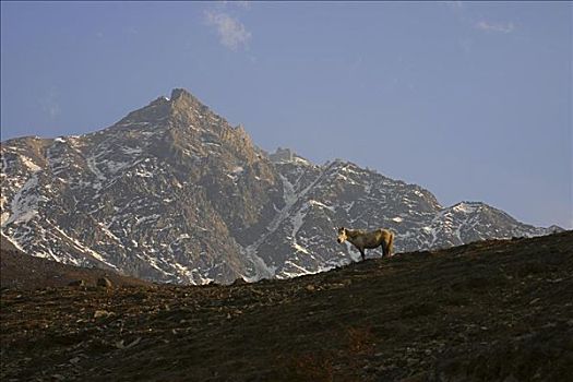 马,站立,正面,山,安娜普纳,喜马拉雅山,尼泊尔