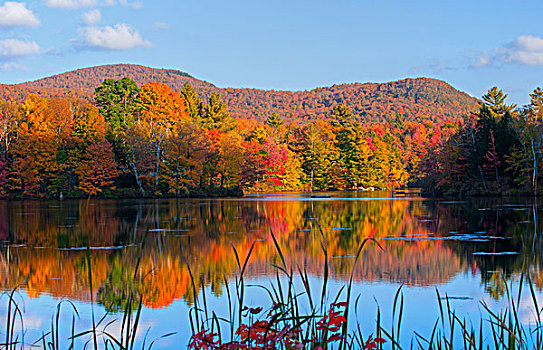 反射,秋天,色彩,树,水,西部,魁北克,加拿大