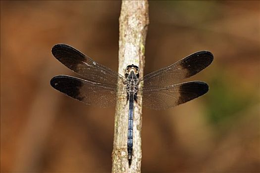 蜻蜓,哥斯达黎加