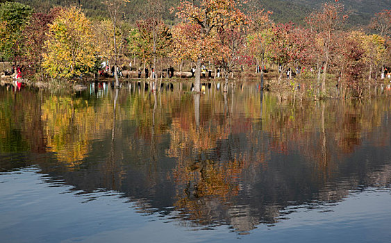 罗田天堂湖水上红叶