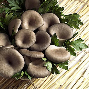 蚝蘑,食用菌