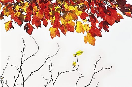 秋天,色彩,糖枫,叶子,糖槭,空,枝条,深秋,国家公园,东方,加拿大