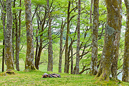 小,山毛榉,树林,奥尔湖,苏格兰,英国
