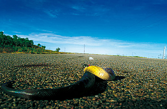 蛇,沥青,澳大利亚