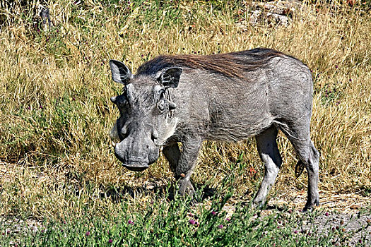 疣猪,莫瑞米,奥卡万戈三角洲,博茨瓦纳,非洲
