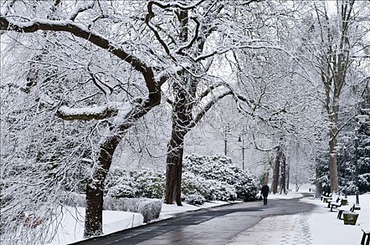 冬天,雪,水疗,花园,公园,威斯巴登,黑森州,德国