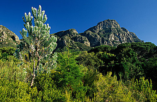 银,树,植物,桌山,开普敦,南非