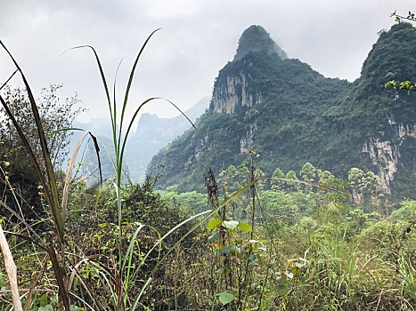 青草,喀斯特地貌,山,阳朔