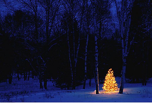 圣诞树,木头,悬崖,新布兰斯维克,加拿大