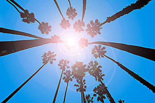 加利福尼亚,棕榈树,仰视,圣芭芭拉,美国