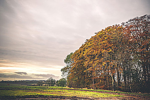 乡村,风景,秋季,彩色,金色,叶子,树,下午,太阳