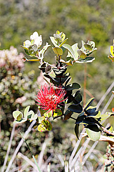 桃金娘花,花,夏威夷火山国家公园,夏威夷,美国