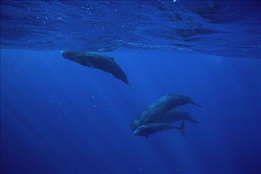 抹香鲸,群,水下,斯里兰卡