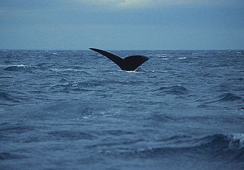 南露脊鲸,海洋,瓦尔德斯半岛,阿根廷
