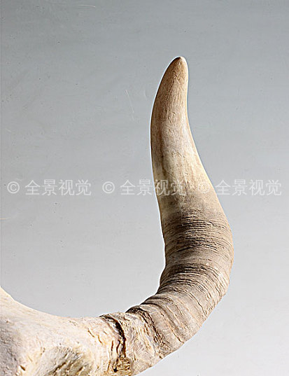 牛角图片_牛角高清图片_全景视觉