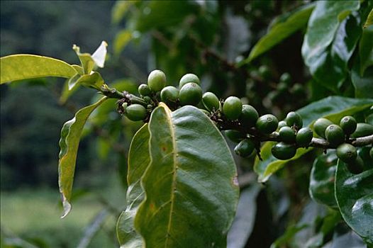 咖啡豆,哥斯达黎加