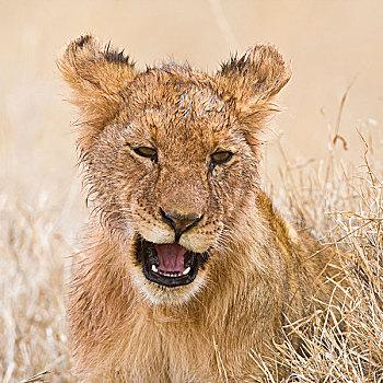 非洲,坦桑尼亚,幼狮,杀,塞伦盖蒂国家公园