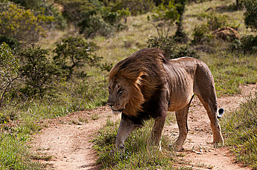 狮子,游戏,南非