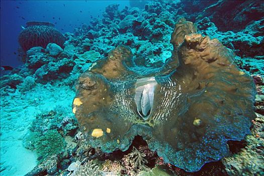 巨蛤,软体动物,脚,深,所罗门群岛