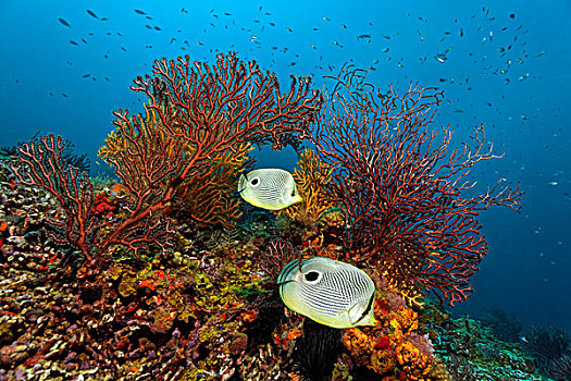 蝴蝶鱼,一对,游动,正面,海扇,珊瑚礁,向风群岛,小安的列斯群岛,加勒比海