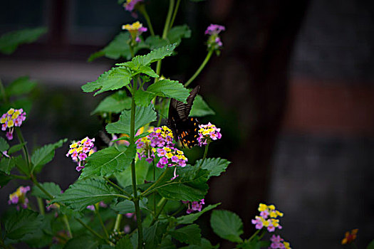 蝴蝶,花,蝶恋花,蝴蝶与五色花,五色梅