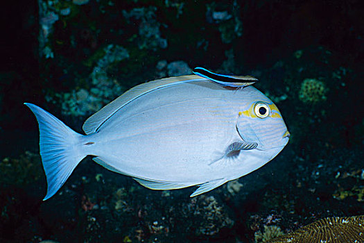 裂唇鱼,巴厘岛,印度尼西亚