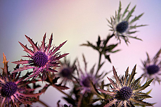 蓟属植物,花,淡色调,背景